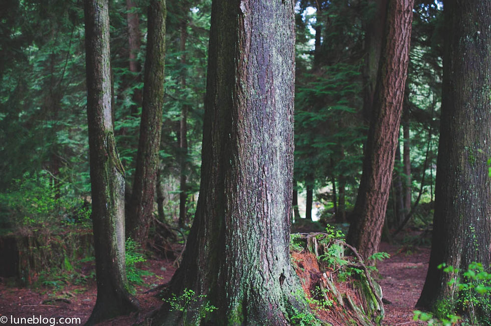 Stanley Park